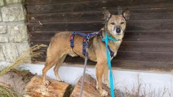 WOLF * lieber Senior wartet auf Familie