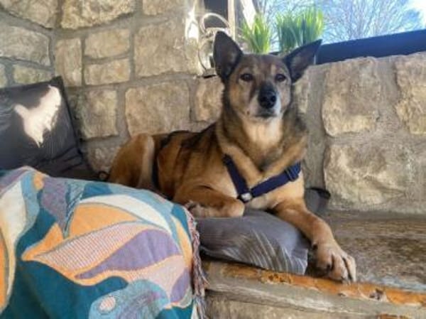 WOLF * lieber Senior wartet auf Familie