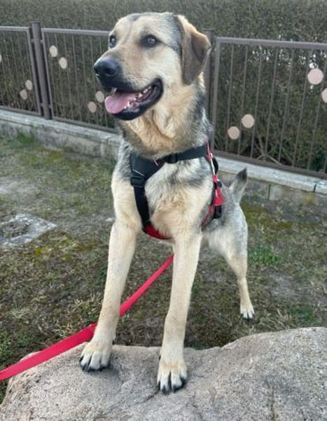 Elisa sucht eine Familie