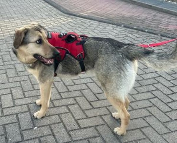 Elisa sucht eine Familie