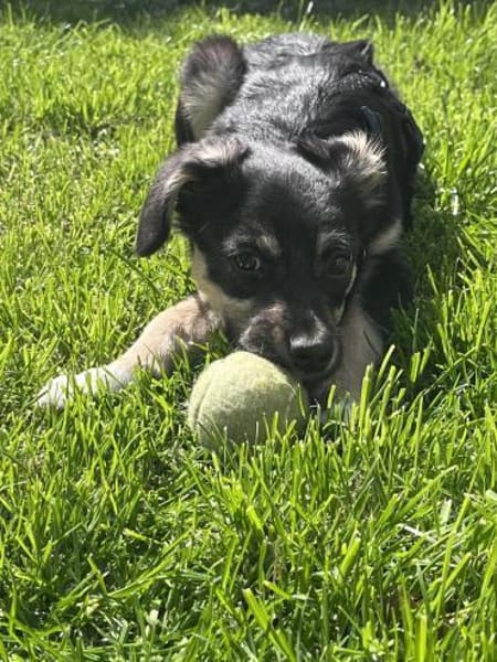 Kurti - Welpe sucht liebevolles Zuhause