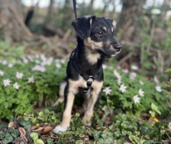 Kurti - Welpe sucht liebevolles Zuhause