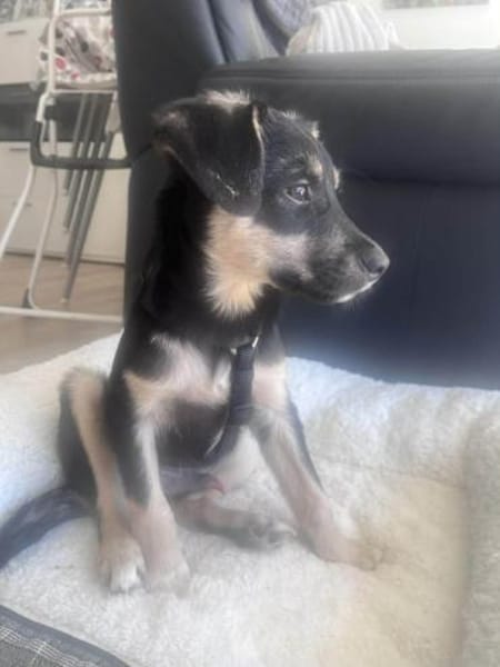 Kurti - Welpe sucht liebevolles Zuhause