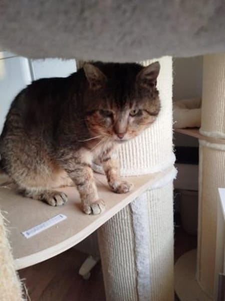 Gandalf der zahnlose Graue