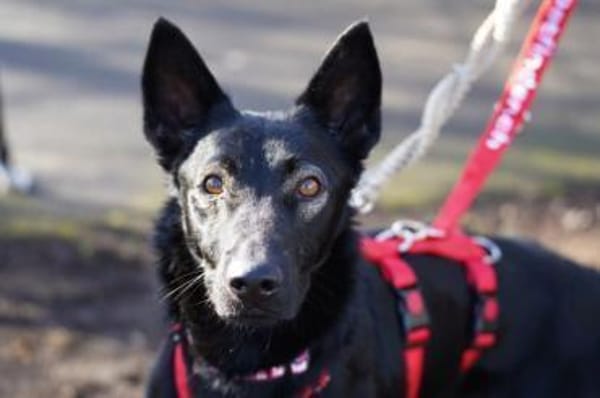 Zorro wartet auf seine Menschen