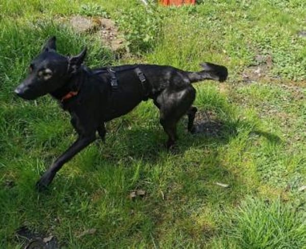 Zorro wartet auf seine Menschen