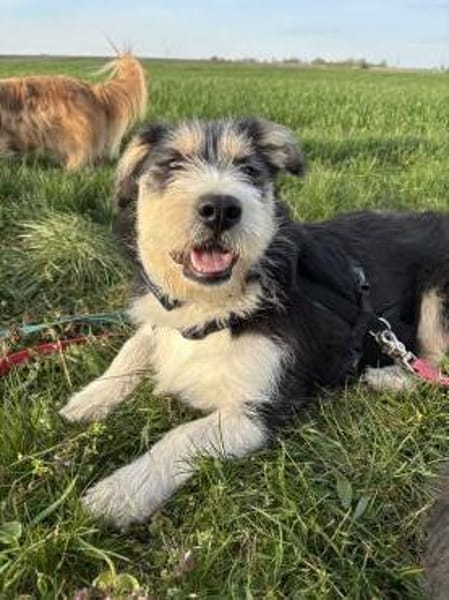 Zuckersüße Propere Amy sucht ihr Zuhause