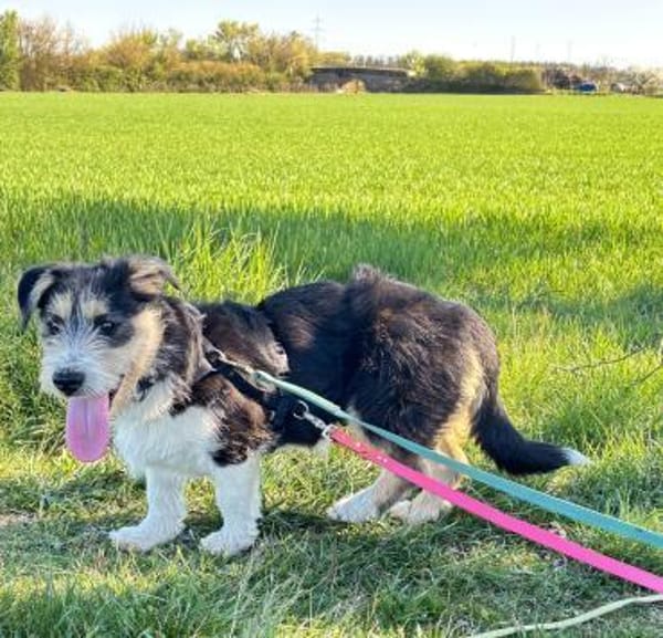 Zuckersüße Propere Amy sucht ihr Zuhause