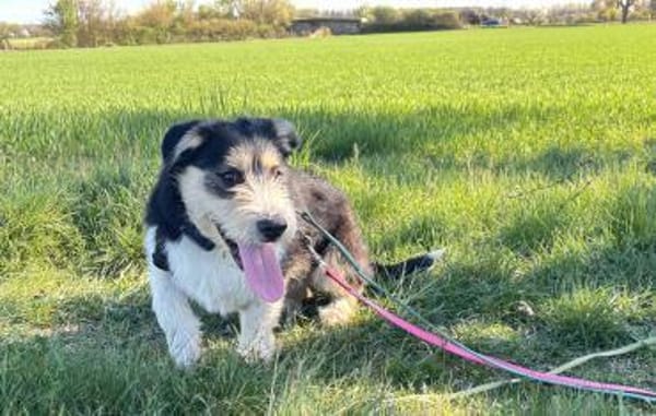 Zuckersüße Propere Amy sucht ihr Zuhause