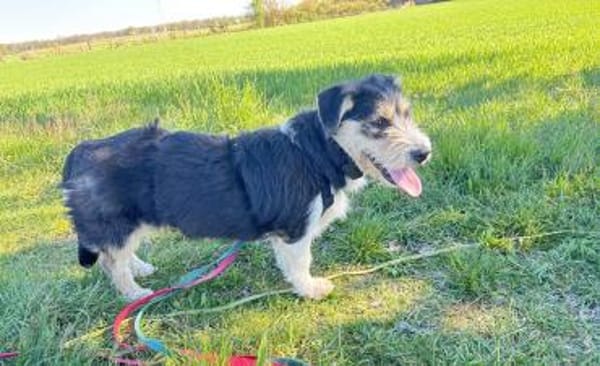 Zuckersüße Propere Amy sucht ihr Zuhause