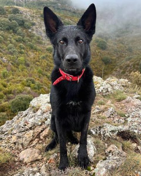 Irie - Vermittlungshilfe -