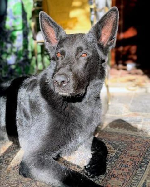 Irie - Vermittlungshilfe -