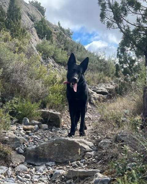 Irie - Vermittlungshilfe -