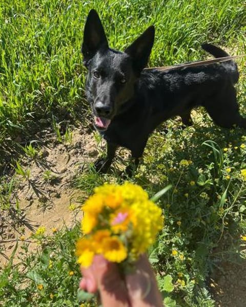 Irie - Vermittlungshilfe -