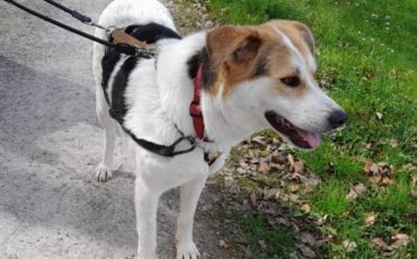 Hübsche Gisi sucht Zuhause