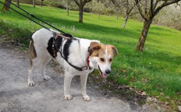 Hübsche Gisi sucht Zuhause