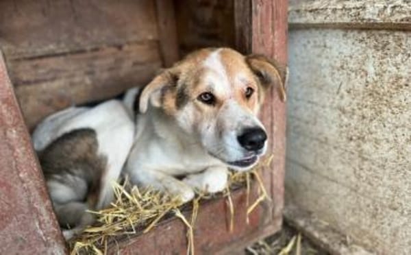 Hübsche Gisi sucht Zuhause