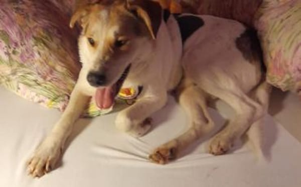 Hübsche Gisi sucht Zuhause