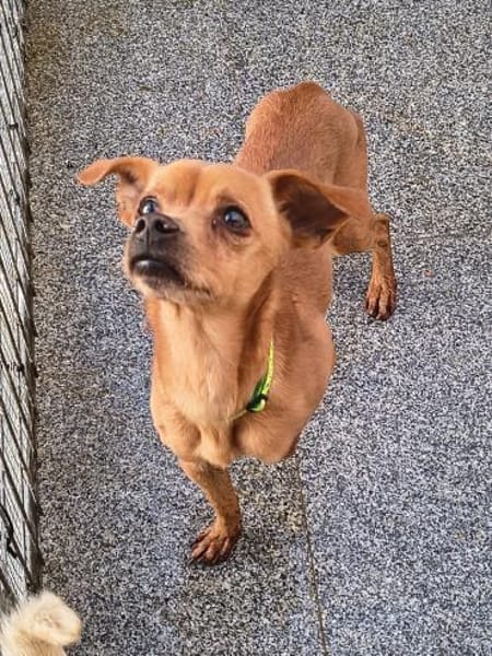 Bobby - gute Laune-Hund sucht sein Glück