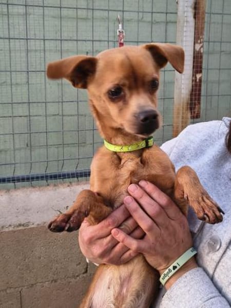 Bobby - gute Laune-Hund sucht sein Glück