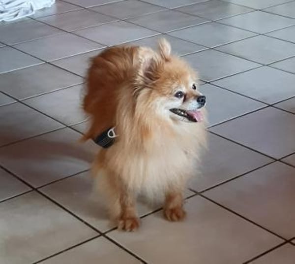 Spitzi Bella in 27619 Schiffdorf #