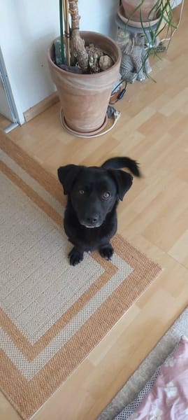 süßer kleiner Vasko auf PS in 90562