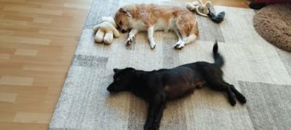 süßer kleiner Vasko auf PS in 90562