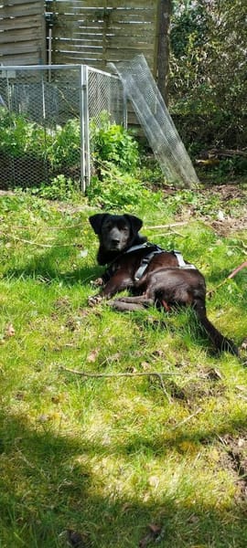 süßer kleiner Vasko auf PS in 90562