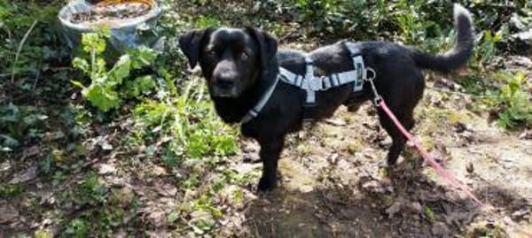 süßer kleiner Vasko auf PS in 90562