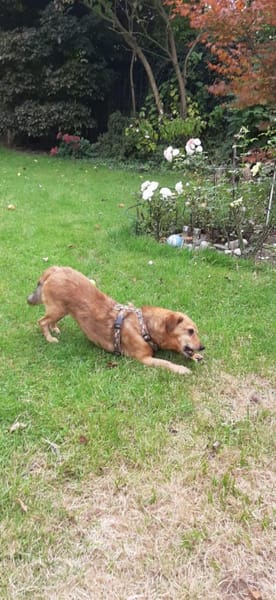 Süßer kleiner Pikku sucht sein Glück