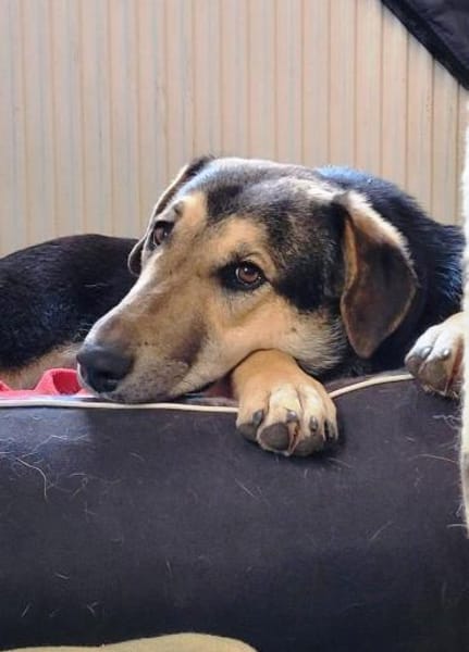 Ella, bezaubernde Familienhündin