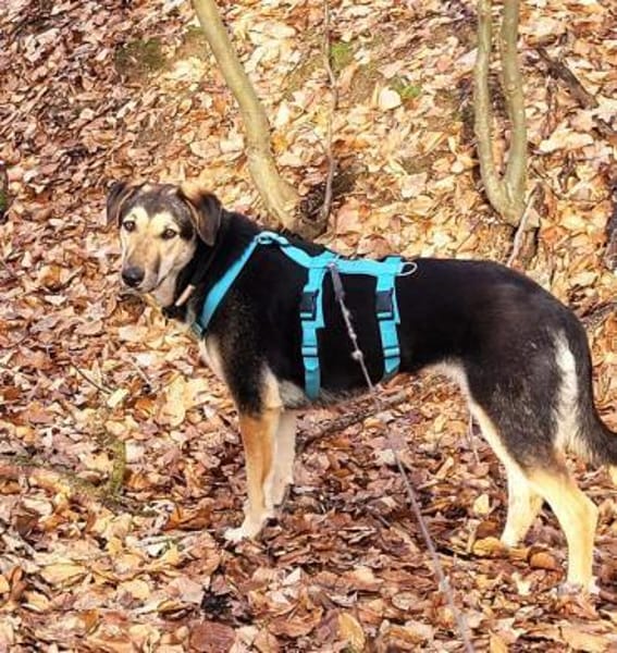 Ella, bezaubernde Familienhündin