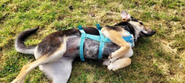 Ella, bezaubernde Familienhündin