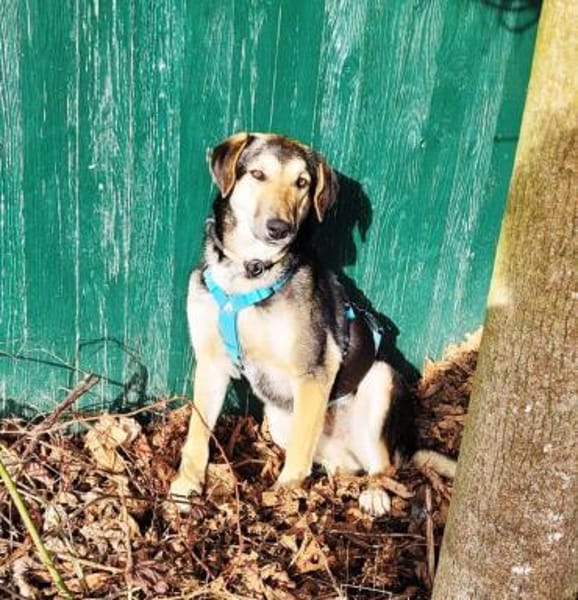 Ella, bezaubernde Familienhündin