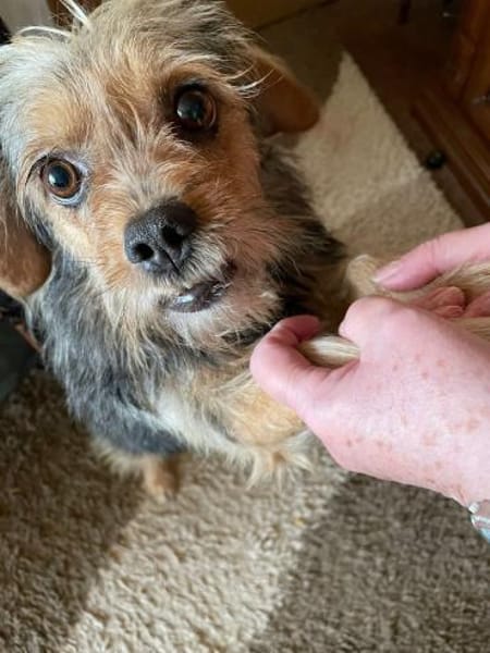 Notfell CHARLIE sucht neues Zuhause