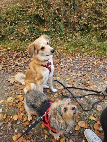 Notfell CHARLIE sucht neues Zuhause