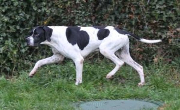 Attila, geb. ca. 08/2024, 67735 Mehlbach