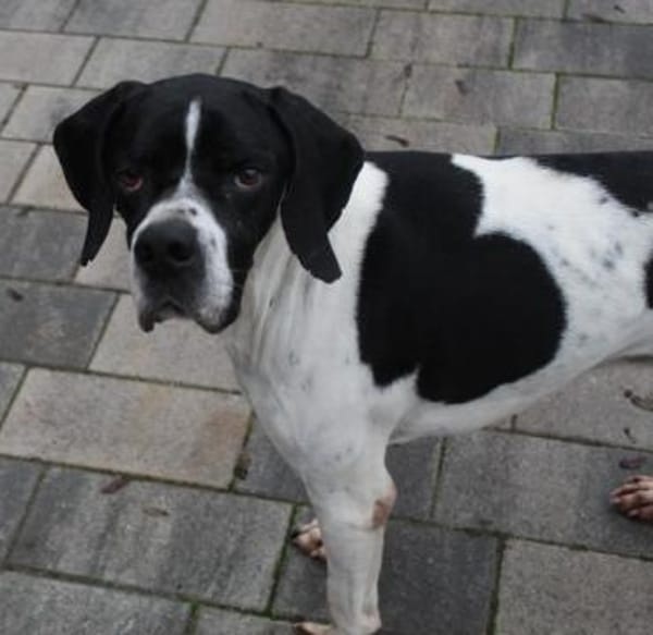 Attila, geb. ca. 08/2024, 67735 Mehlbach