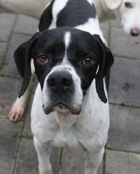 Attila, geb. ca. 08/2024, 67735 Mehlbach