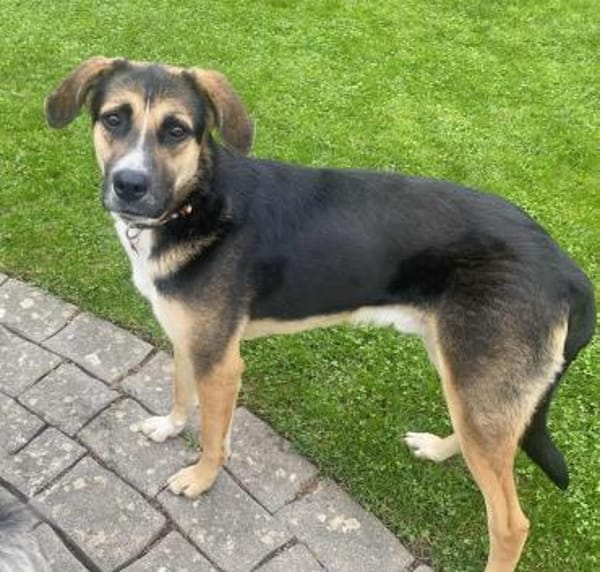 Prachtbusche Goofy sucht sein Zuhause