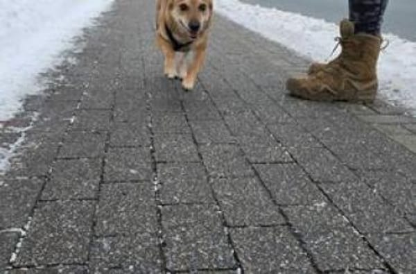 Sheila = Traum-Hundeseniorin