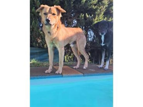 Tayari - wartet in 53332 Bornheim