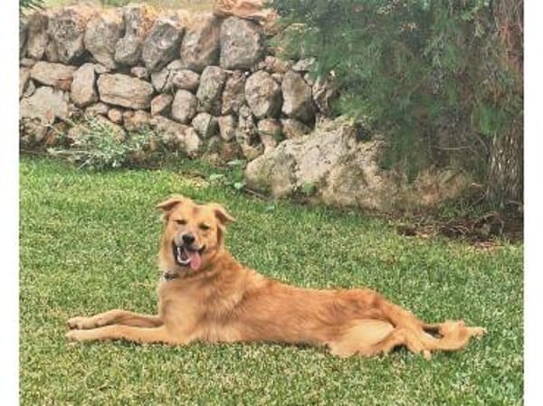 Tayari - wartet in 53332 Bornheim