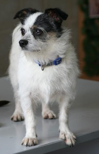 Traumhündin SIMBA 💝 im XS-Format