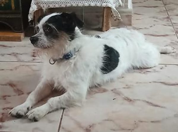 Traumhündin SIMBA 💝 im XS-Format