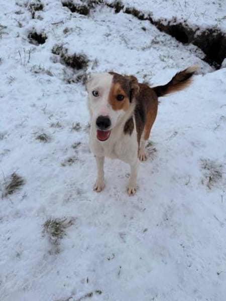 Sky sucht ihr zu Hause