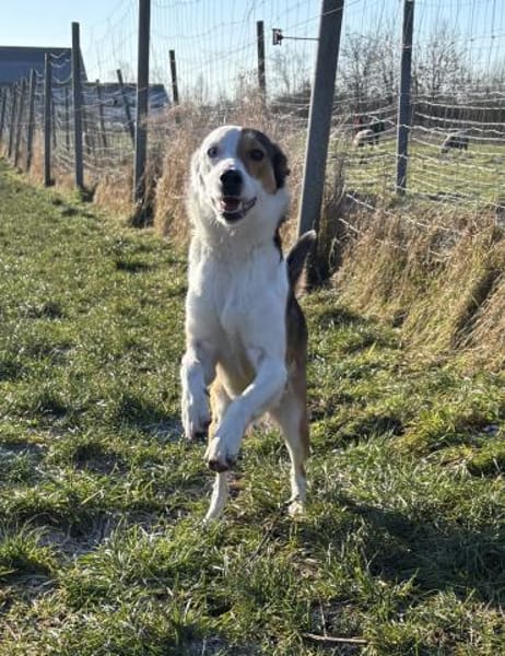 Sky sucht ihr zu Hause