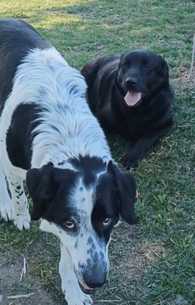 DORIAN 🧡🧡🧡 MÖCHTE IHR HERZ EROBERN