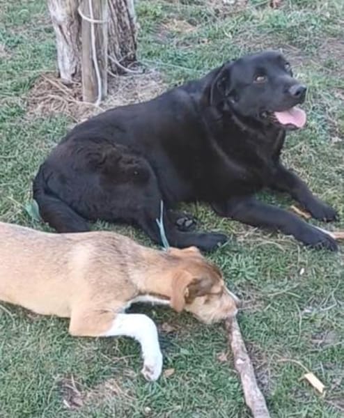 DORIAN 🧡🧡🧡 MÖCHTE IHR HERZ EROBERN