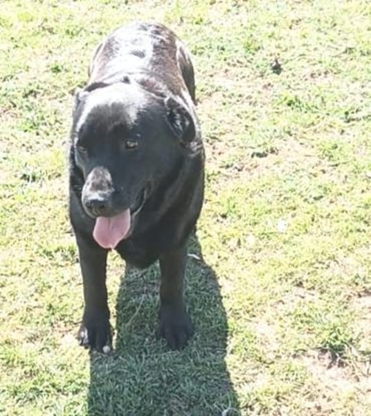 DORIAN 🧡🧡🧡 MÖCHTE IHR HERZ EROBERN